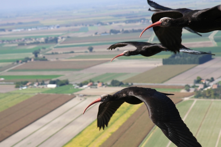 VIDEO: Waldrap Team Italy Life Project The migration of the ibis