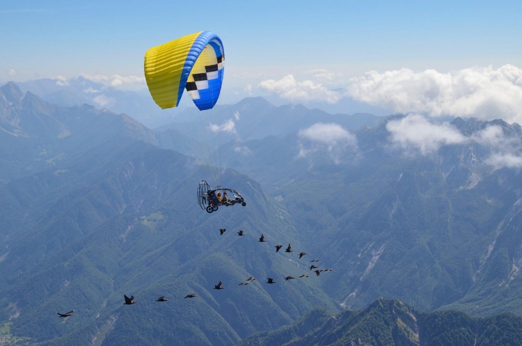 VIDEO: Waldrap Team Italy Life Project An extraordinary flight of the ibis
